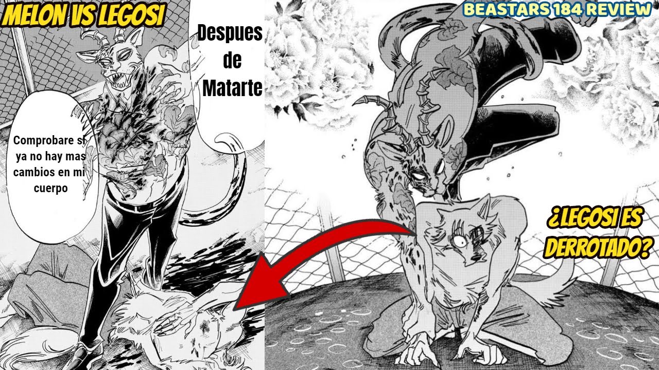 BEASTARS MANGA 184 REVIEW LEGOSI VS MELON ¿MELON DERROTARA A LEGOSI