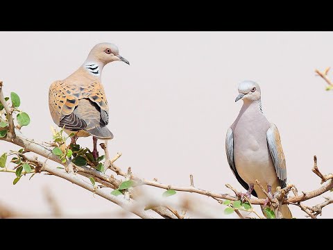 أسرار طير القمري مع صغاره تكشفها كاميرة لمراقبة عش زوجين قميري