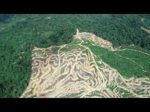 Destruction in the Leuser Ecosystem: Illegal Logging Discovered