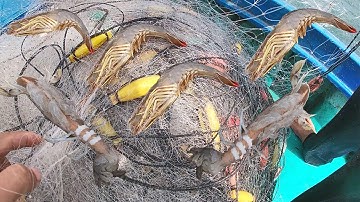 Kéo Lưới Mực - Dính Liu Riu Tôm Thẻ, Mực Gai, Tôm Tích Gạch |Câu Mực Biển Tây #122