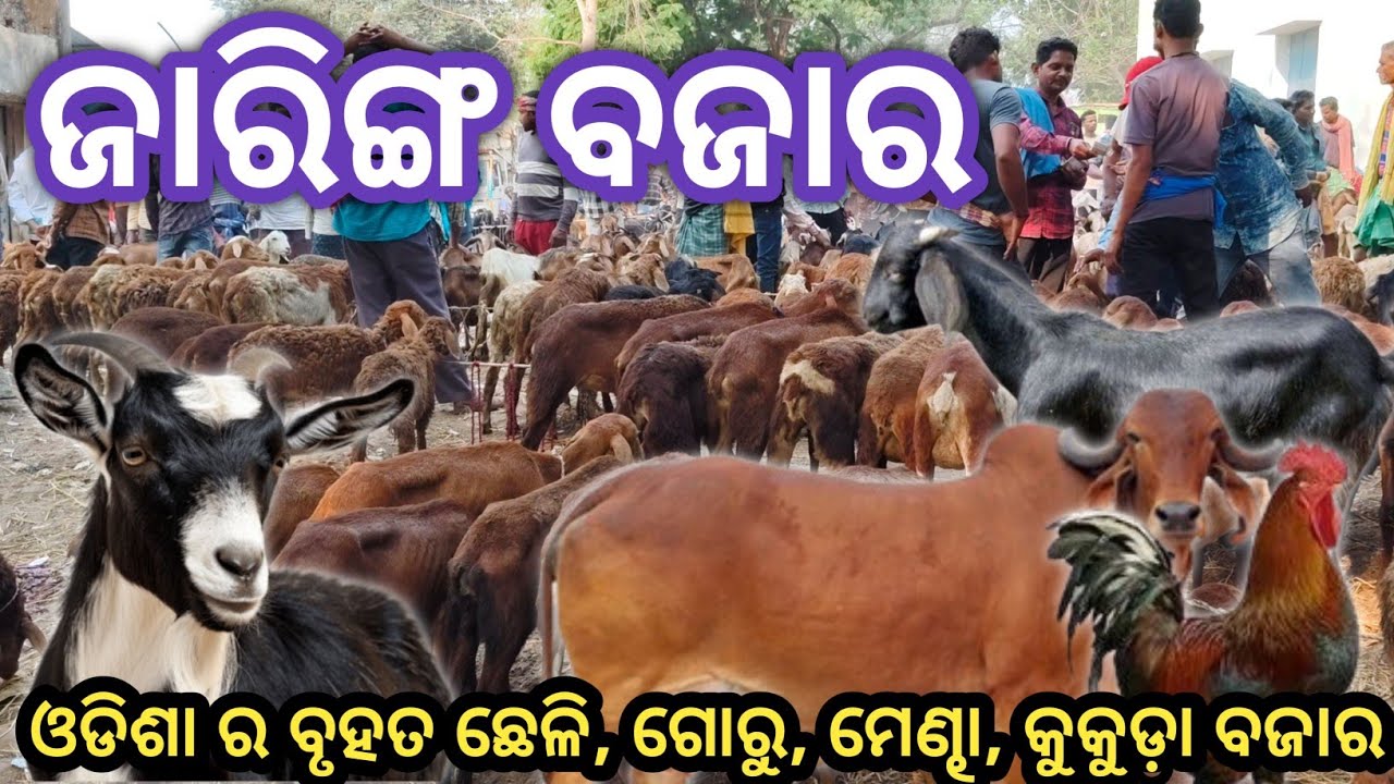 JARING ODISHA BIGGEST 🐐GOAT MARKET //BARGARH //2025