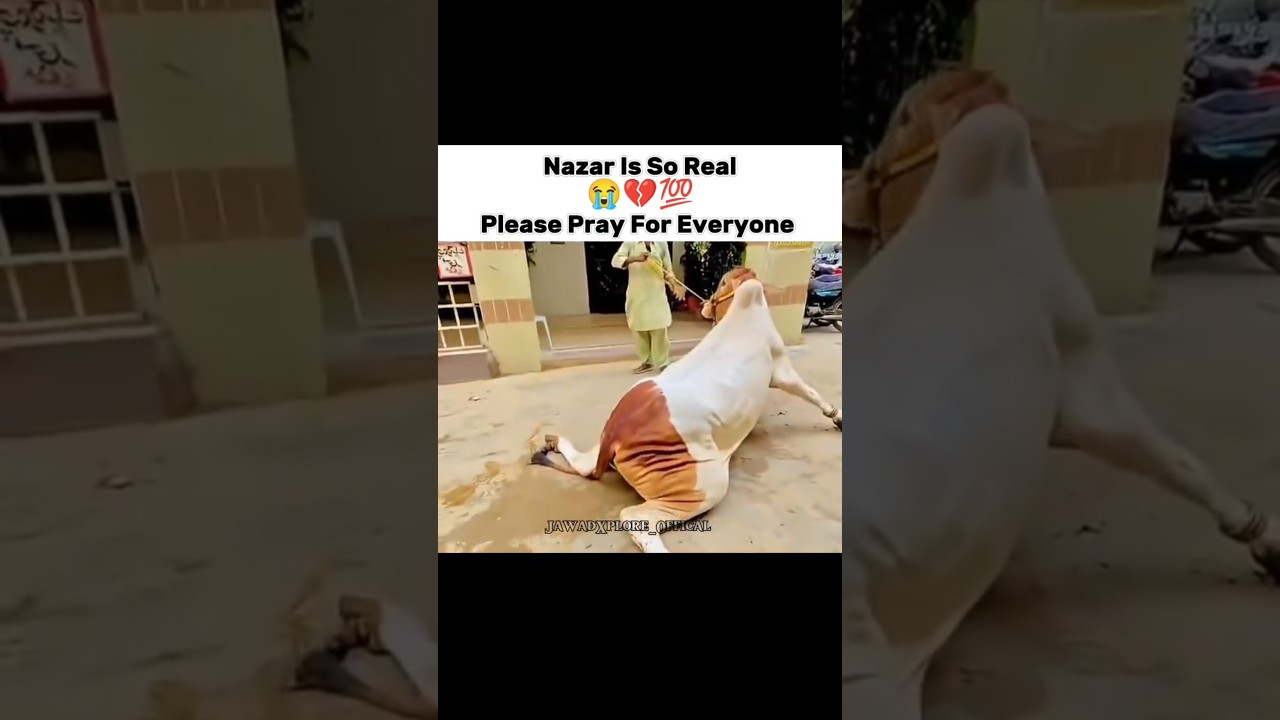 Nazar Is So Real 😭💔 Subscribe kardo 🥺 #viral #trending #cow #ytshorts #unfrezzmyaccount #viralreels