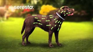 Bayer Seresto
