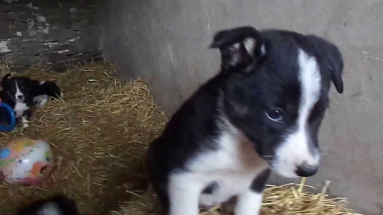 Border Collie Sheepdog Puppies - YouTube