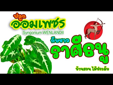 วีดีโอ: ธนูประจำตระกูล: คำอธิบายและลักษณะของพันธุ์ การปลูก และการดูแล