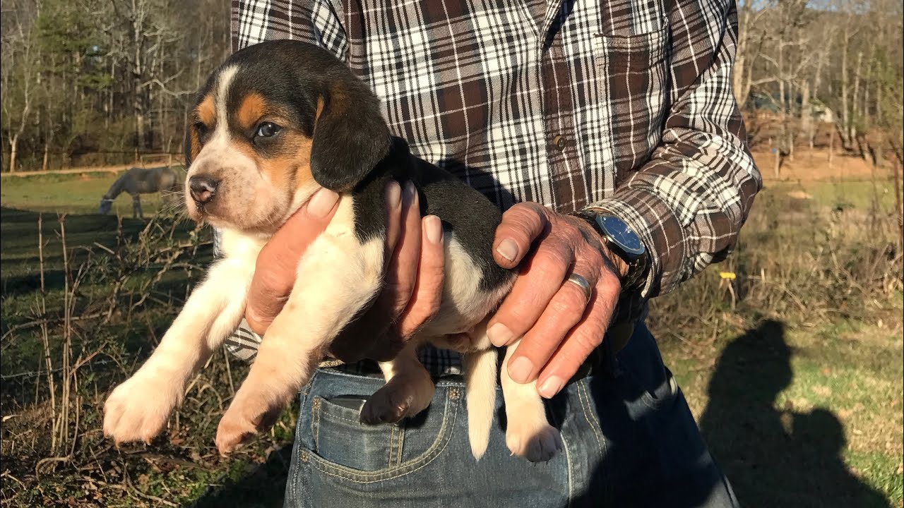 Beagle Puppy Mississippi Cute Dog Hunting Hound Pure Bred YouTube