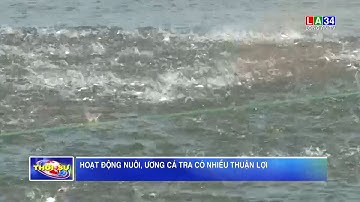 Hoạt động nuôi, ương cá tra có nhiều thuận lợi | LONG AN TV