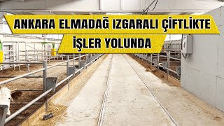 ANKARA ELMADAĞ IZGARALI ÇİFTLİKTE İŞLER YOLUNDA 😎😎