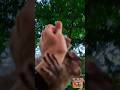 Baby Monkey Rescue Caught in Mid-Air!