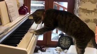 天才猫ピアニストが誕生！？「オンステージを開くニャ」｜ねこナビ