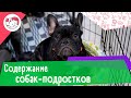 5 особенностей содержания собак-подростков