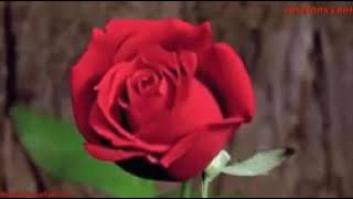 أهديك زهره حمراء - اسمعها