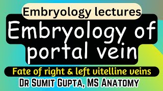 Embryology of Portal vein | Derivatives of Vitelline vein |