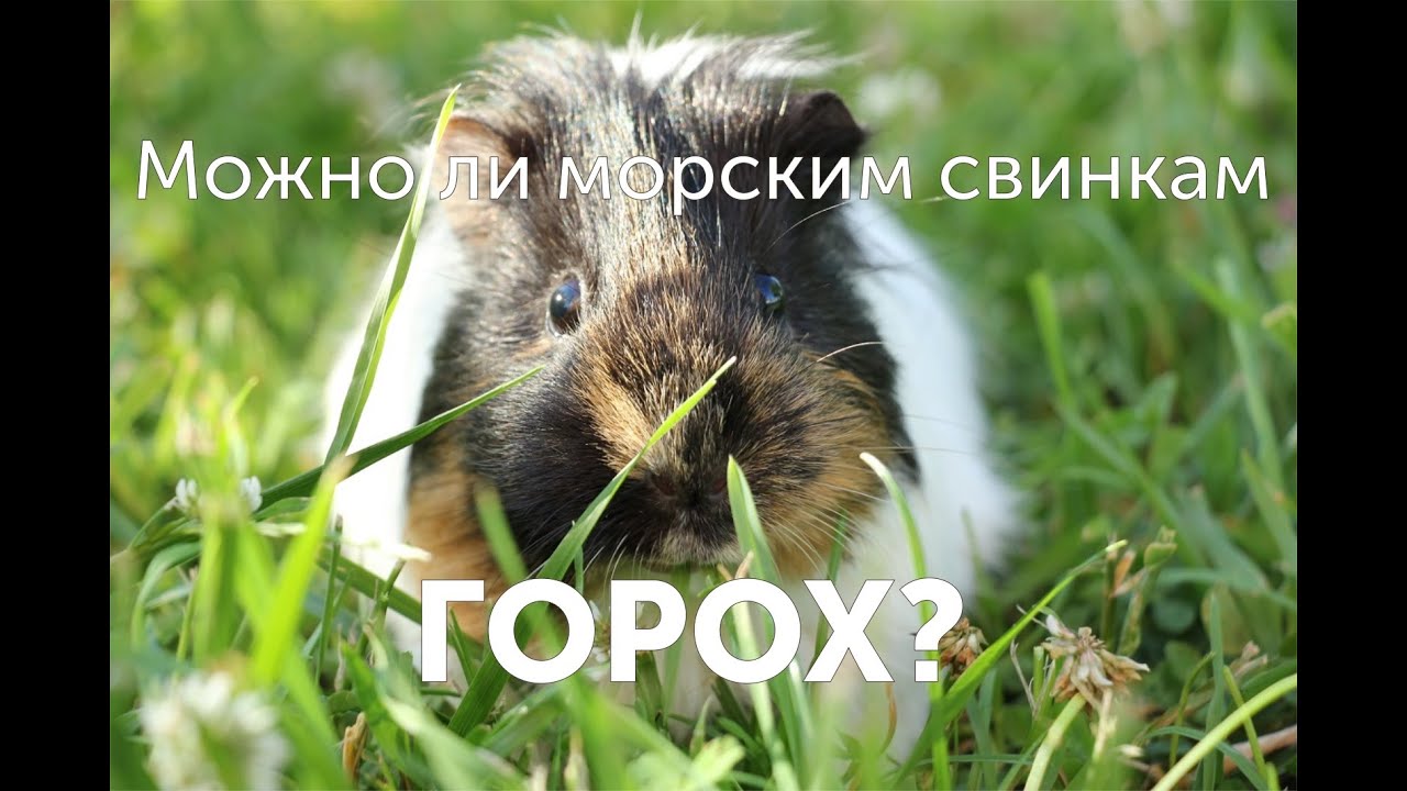 Можно ли морским свинкам давать горох и кукурузу: рекомендации и кормление