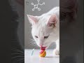 Fakta Unik Kucing yang Bikin Kamu Semakin Sayang! | Fakta Unik Dunia