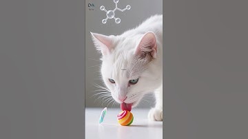 Fakta Unik Kucing yang Bikin Kamu Semakin Sayang! | Fakta Unik Dunia
