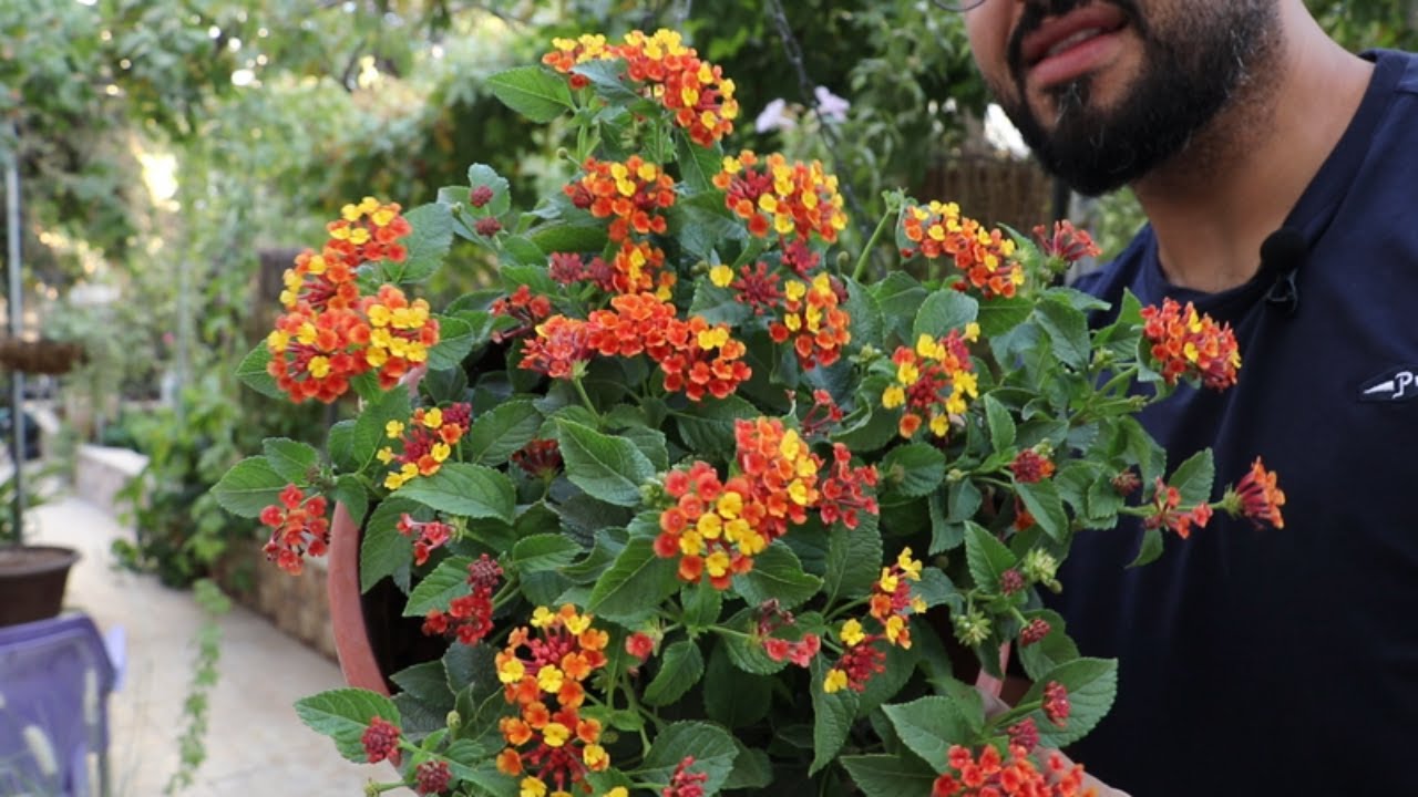 تعبئة بعض المناطق الفارغة بالحديقة بمجموعة نباتات