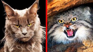 The Smartest Cat Breeds – Feline GENIUSES Revealed! 🧠🐾