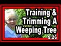 Training  trimming a weeping tree  wisconsin garden blog 610