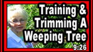 Training & T A Weeping Tree - Wisconsin Garden Video Blog 610