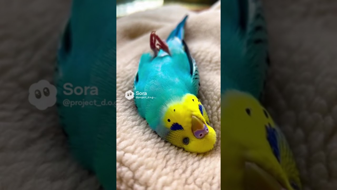 Parakeet's legs flapping 