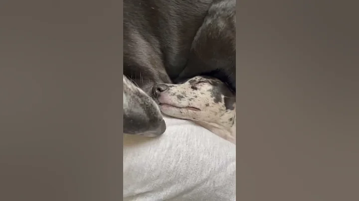 Snuggles & cuddles :)