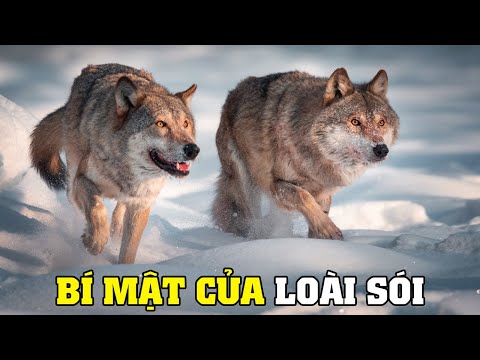 Video: Sói: các loại sói, mô tả, đặc điểm, môi trường sống
