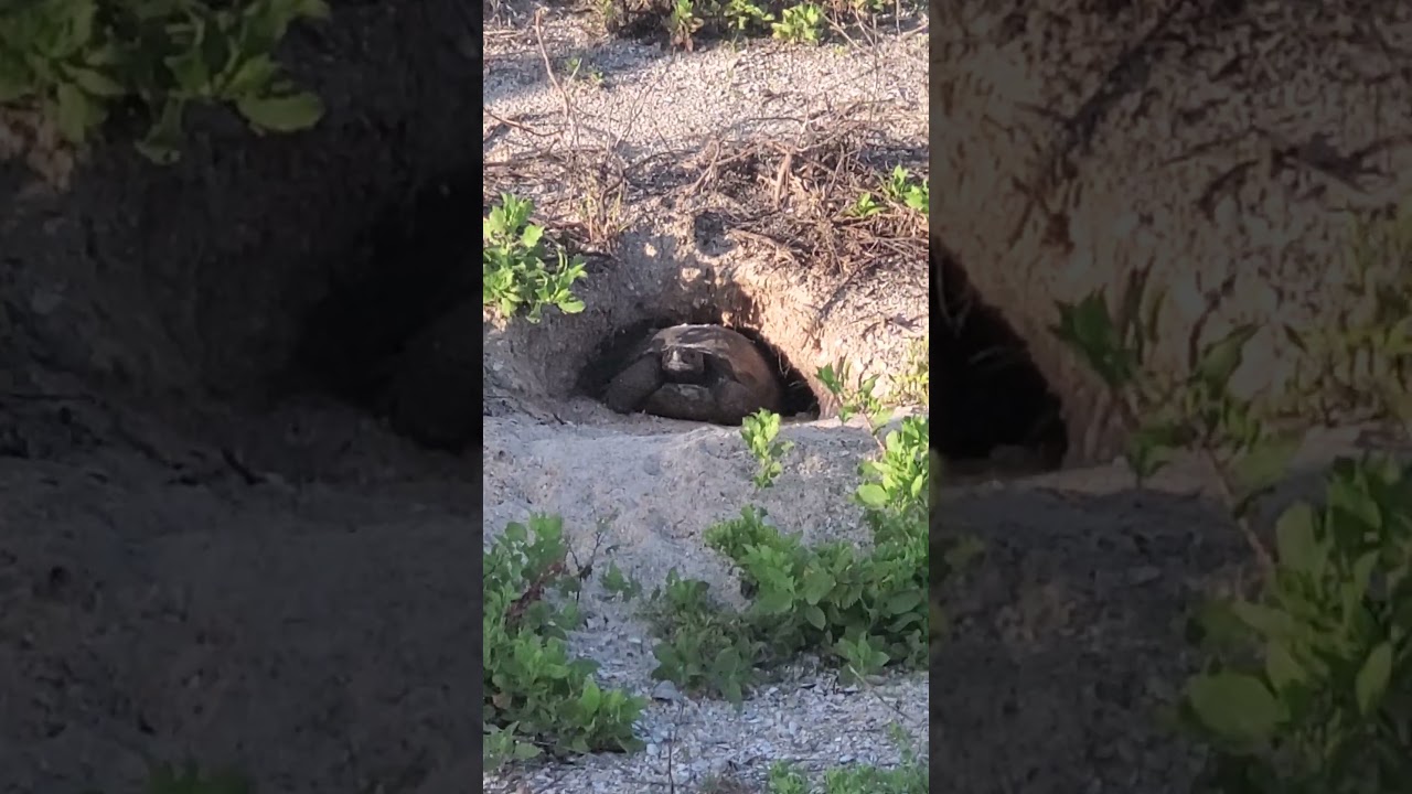 Tortoise 🐢 #fyp #viralvideo #fypage #turtle #nature