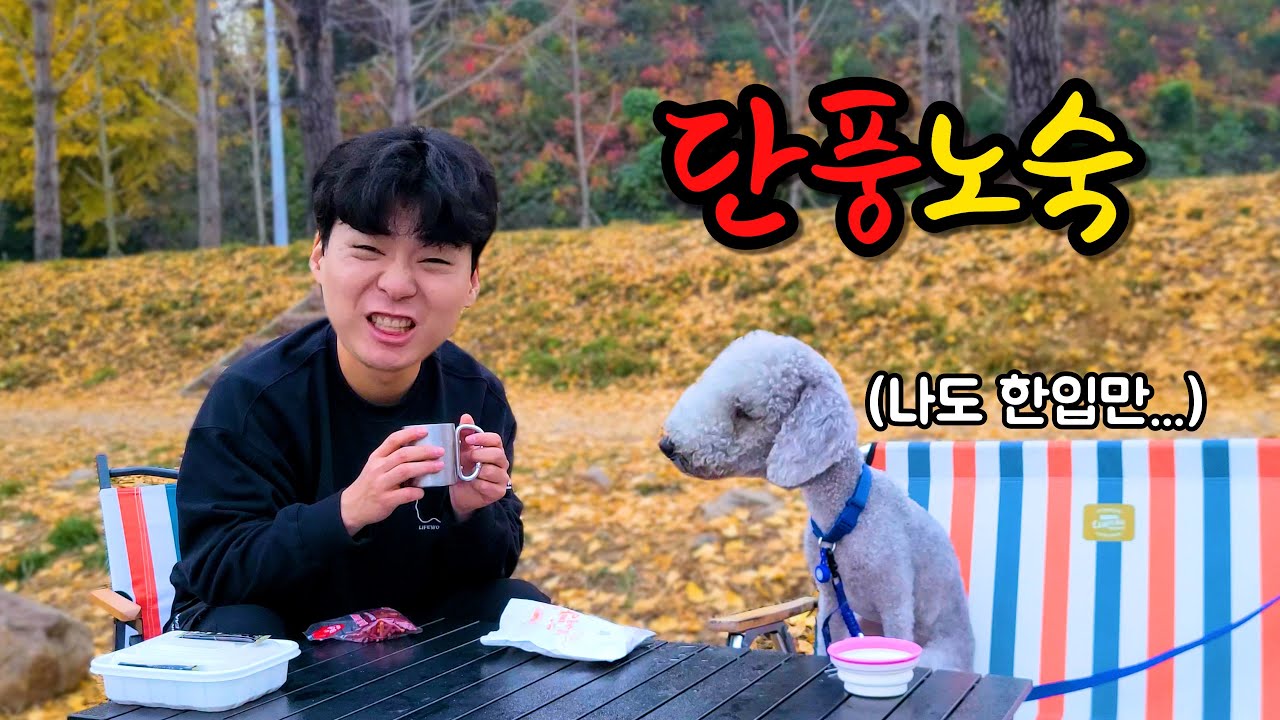단풍노숙하고 왔습니다....