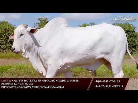 LOTE 23   EPCO 3237