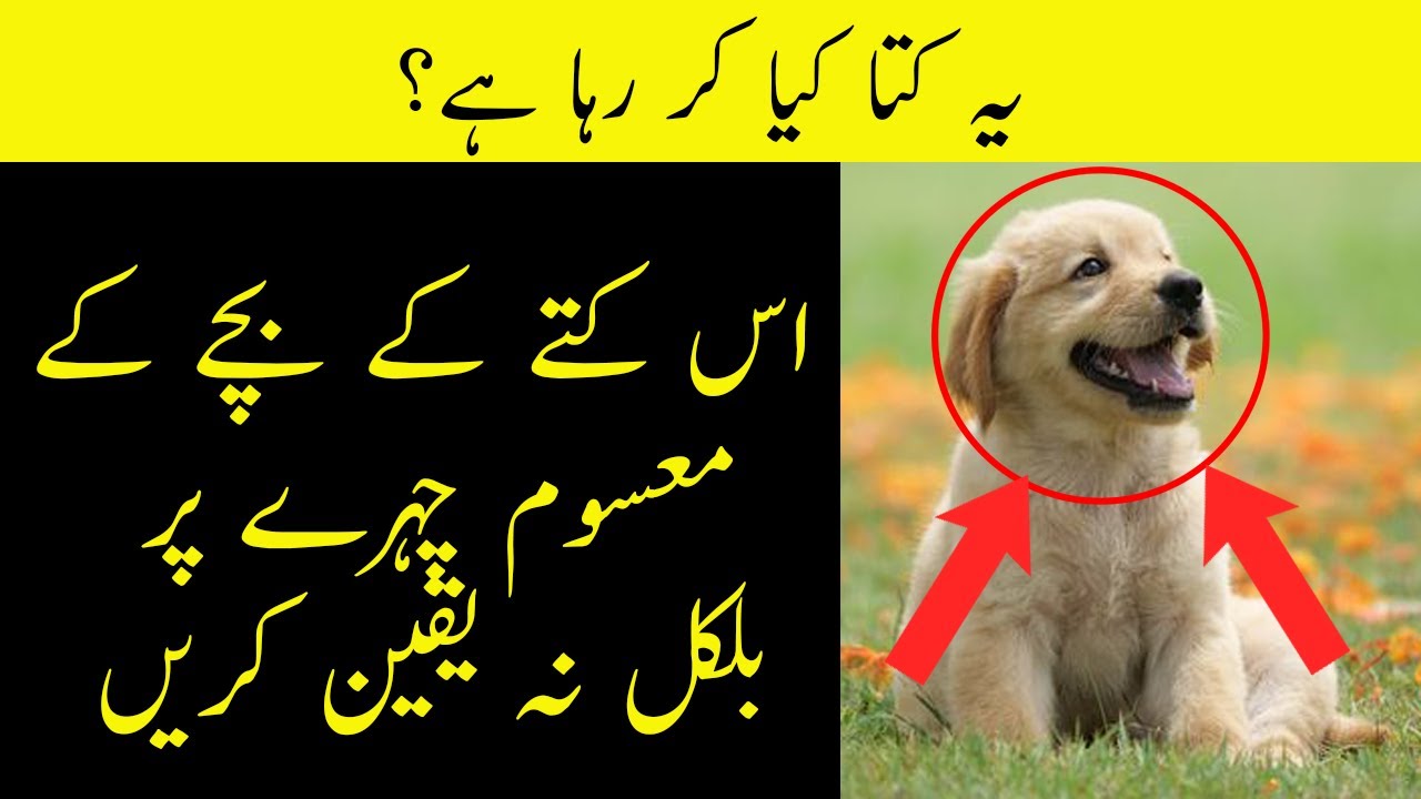 Ye Kutta Kia Kar Raha Hai YouTube Ye Kutta Kia Kar Raha Hai YouTube