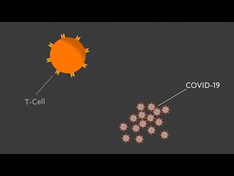 Learn How Our Immune Cells Can Help Teach Us How to Diagnose and Fight COVID-19.