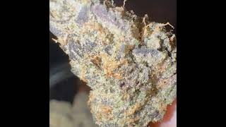 Blaze Of Glory Blaze Session With TomCurr33/33Grows
