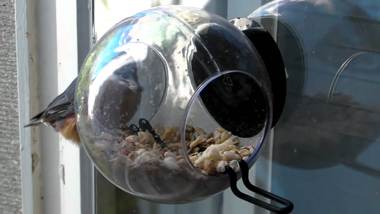 Born In Sweden Bird Feeder Youtube