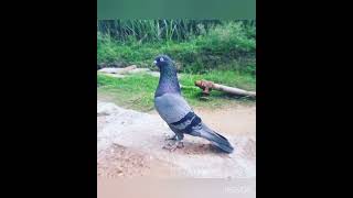 top 5 fancy pigeon not for sale shortyt shortviral