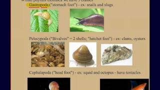 Invertebrate Diversity Part 2: Mollusks: A Case Study