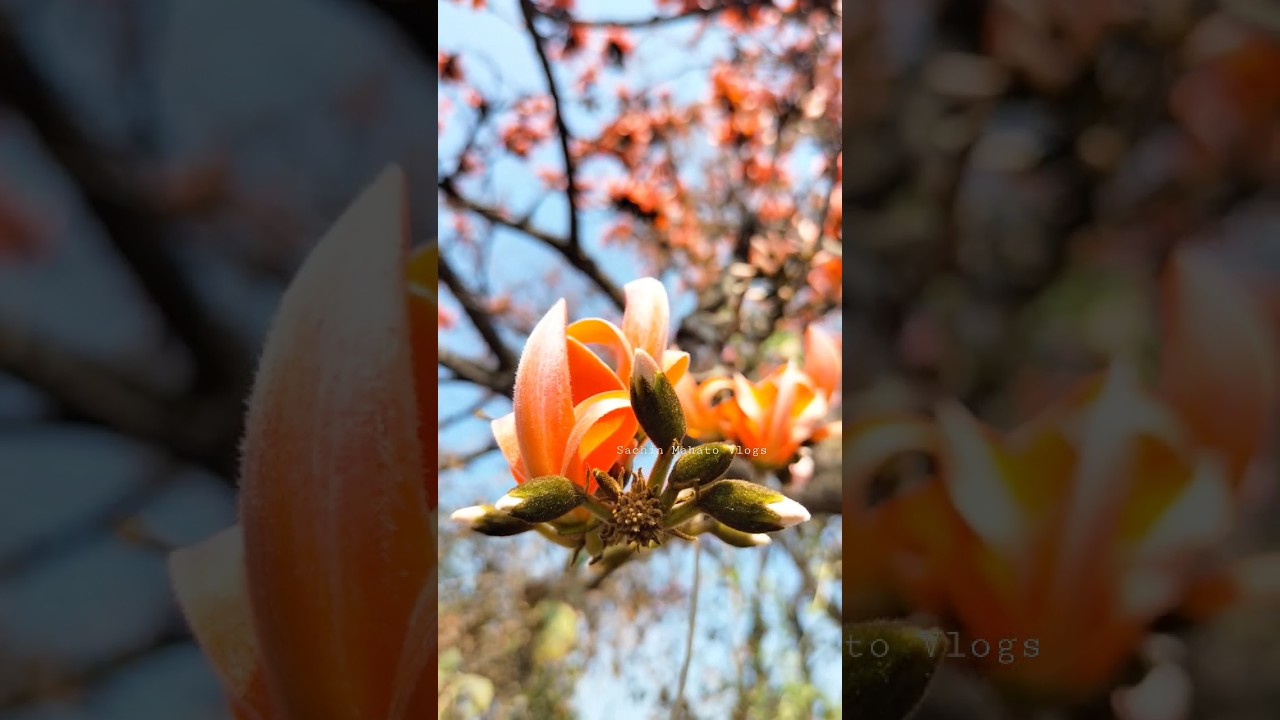 Paras Phool 😍 Jharkhand 