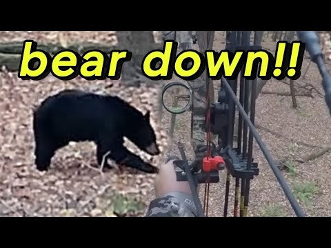 CRAZY!!! PA. public land archery bear hunt!