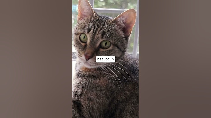 La SNCF en procès pour avoir écrasé un chat
