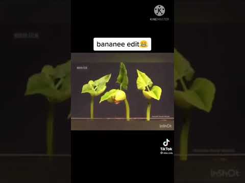 Video: Banaanien Edut