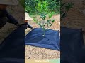 Orchard hack: Weed-free with breathable fabric! #farming #fruits