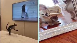 Funny/Cute Animal Videos Try Not To Laugh 10 🤣🐶😹 by New Level Creation 167 views 1 year ago 2 minutes, 40 seconds