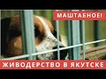 Живодеры в Якутске: Тайна массового убийства