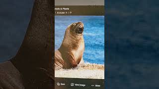 funny aicover memes  edit  trending football remix dance