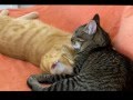 pussy love each other