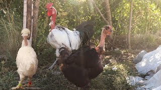 5 Farklı Kel Tavuk ve Kel Horoz Türkan Cinsi Hayvanlarım