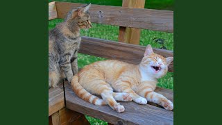 Feline Zen Sound Bliss