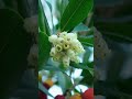 Yenilebilir Yabani Meyveler : Kocayemiş ( Arbutus unedo ) / Yabani Yemişler