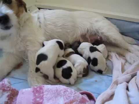 Chili's newborn puppies / Jack russell - YouTube