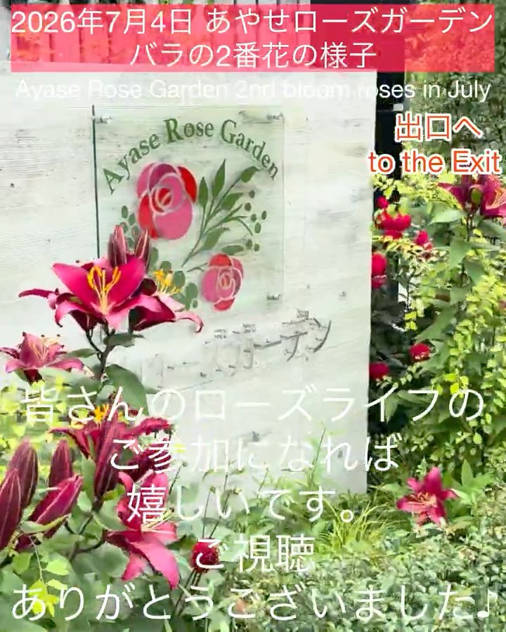 July 4, 2026 Ayase Rose Garden: Second Bloom] Highly Recommended